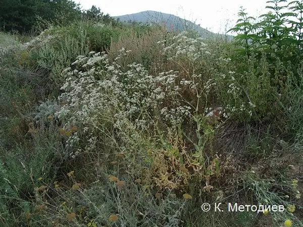 Perfoliate Baby's Breath