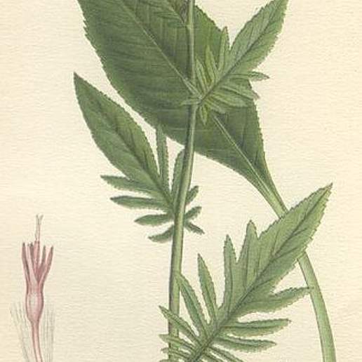 Dyer's Plumeless Saw Wort