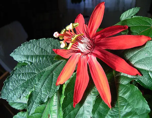 Vine Leaf Passion Flower