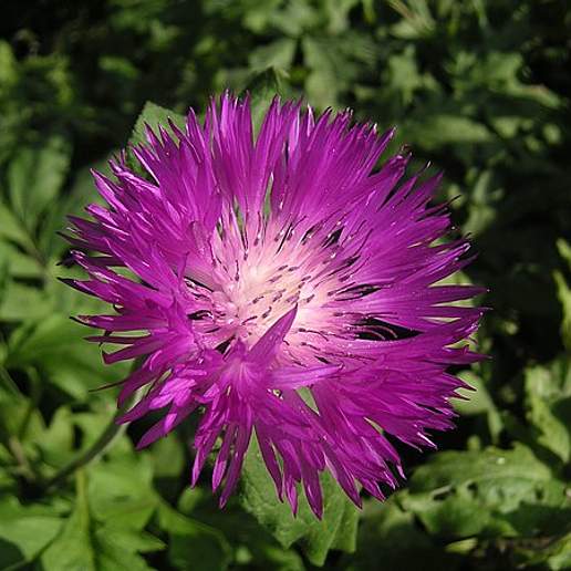 Whitewash Cornflower