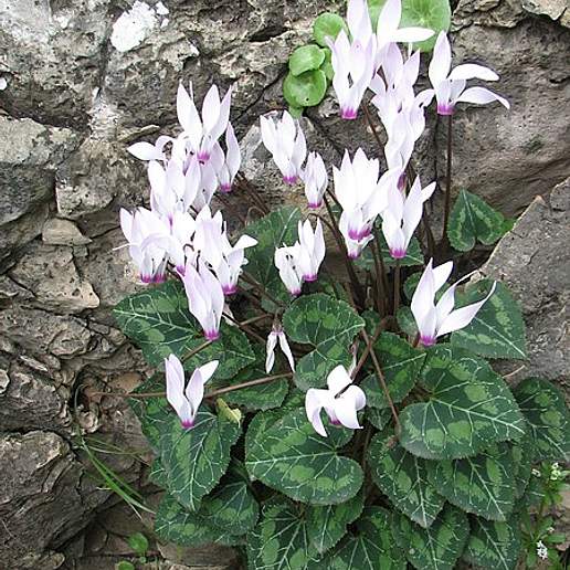 Cyclamen