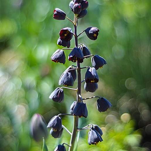 Persian Fritillary