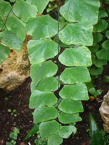Silver Dollar Fern