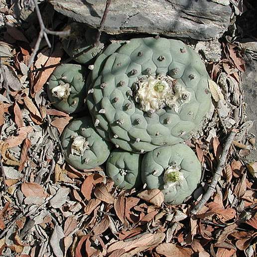 Peyote