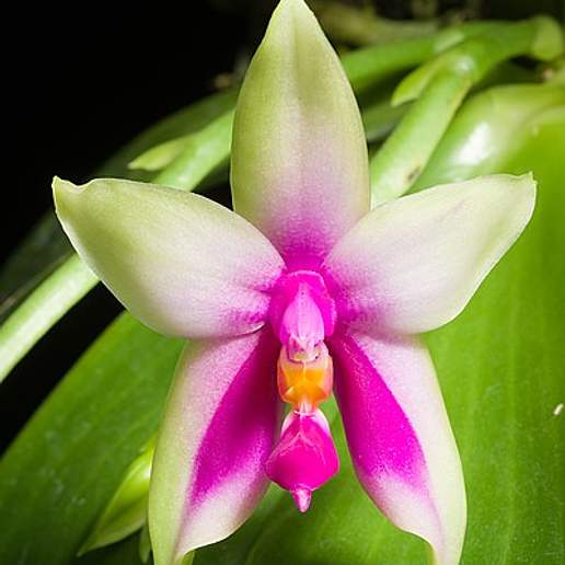 Phalaenopsis Bellina Orchid