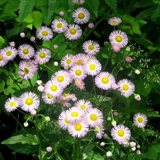 Daisy Fleabane