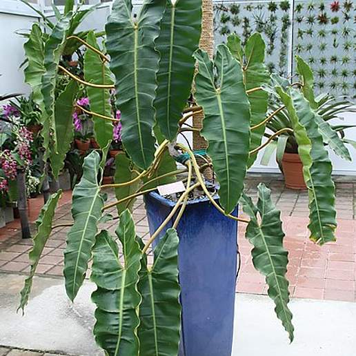 Philodendron billietiae