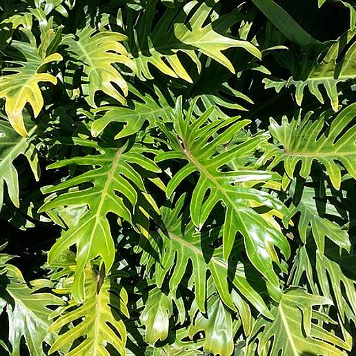 Philodendron Selloum 'Golden'