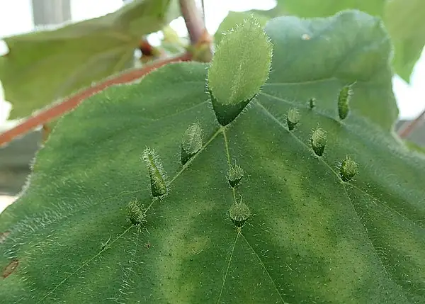 Begonia hispida