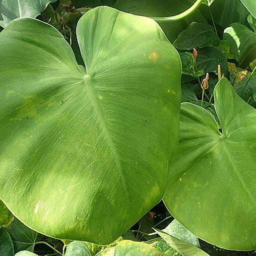 Philodendron rugosum