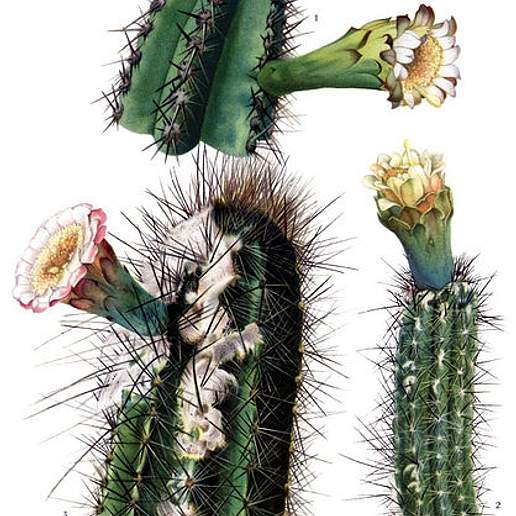 Pilosocereus Arrabidae