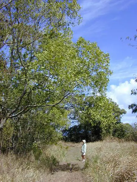Darwin Black Wattle