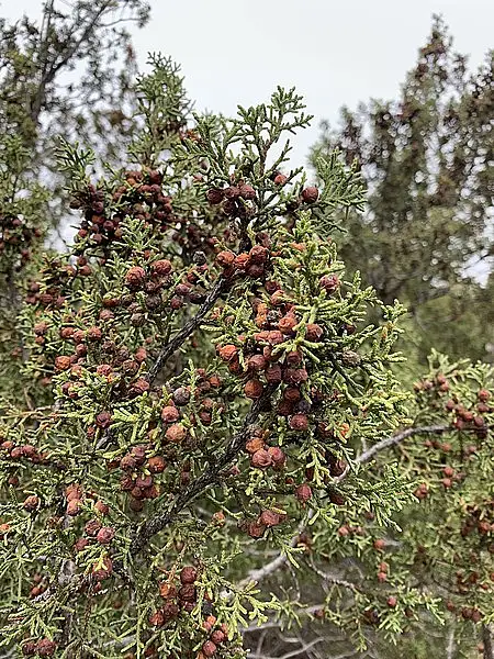 Redberry Juniper
