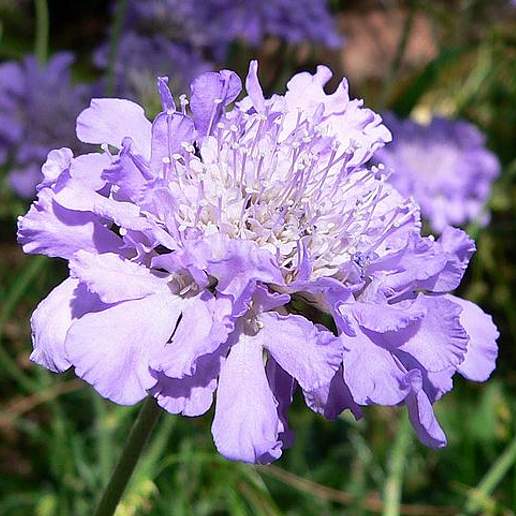 Lesser Scabious