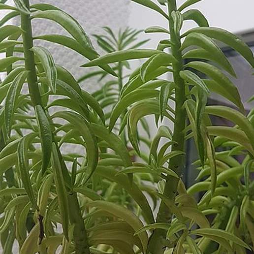 Happy Bean Peperomia