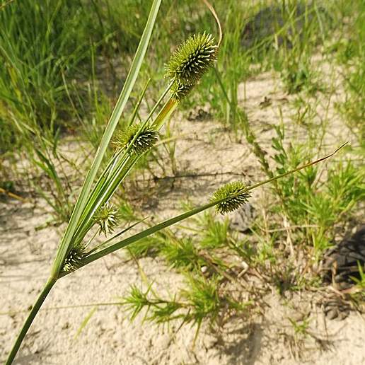 Pinebarren Flat Sedge