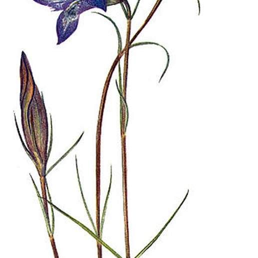 Pine Barren Gentian