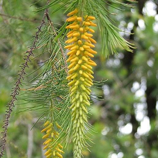 Persoonia Pervagans