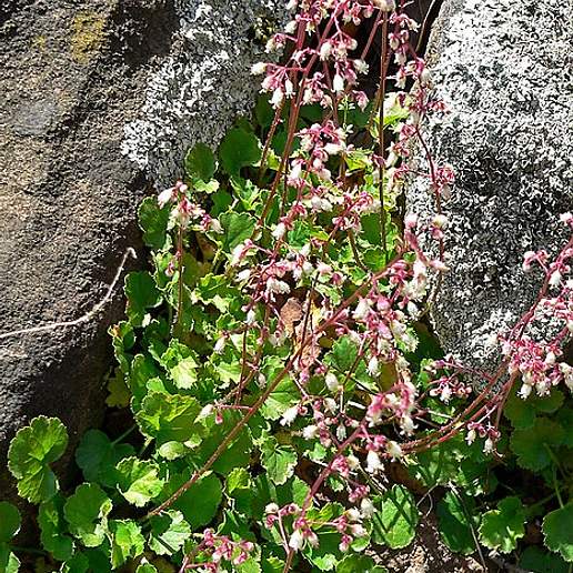 Pink Alumroot