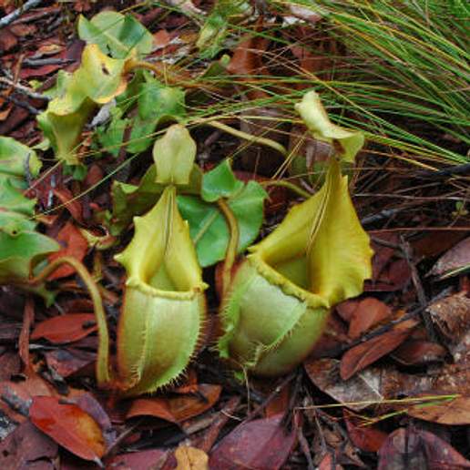 Nepenthes veitchii