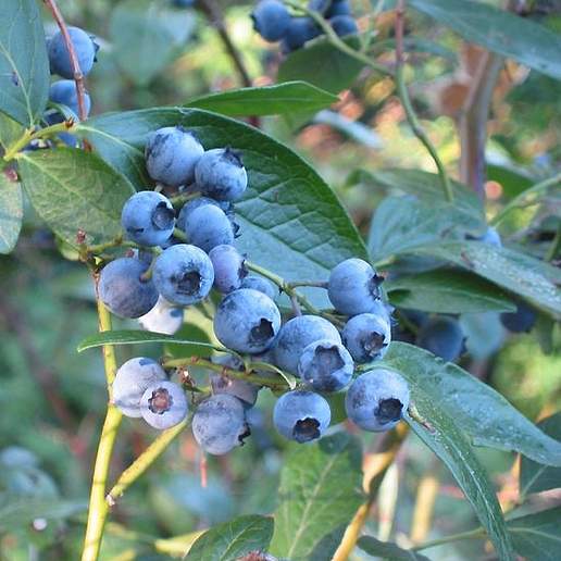 Highbush Blueberry