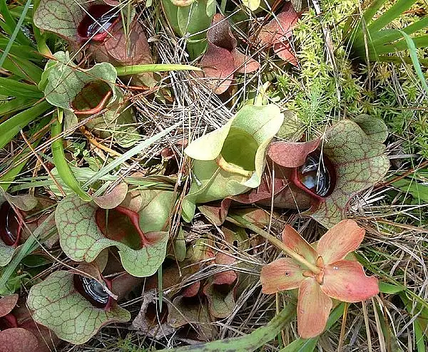 Pink Pitcherplant