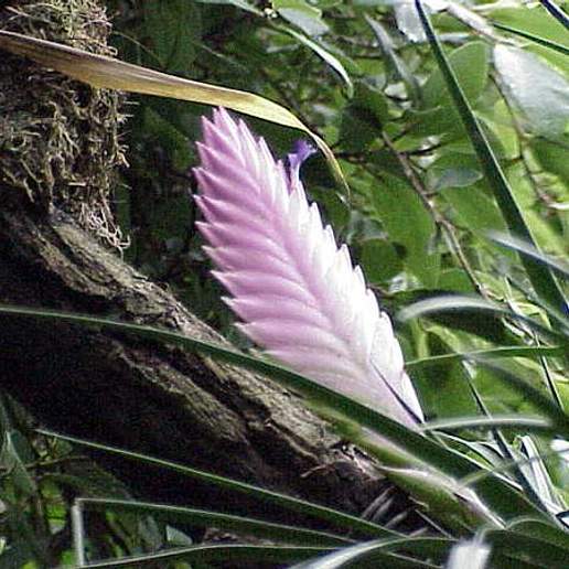 Pink Quill