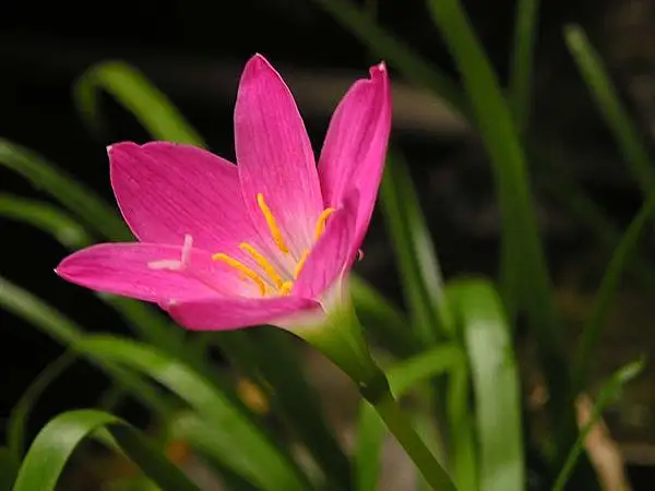 Fairy Lily