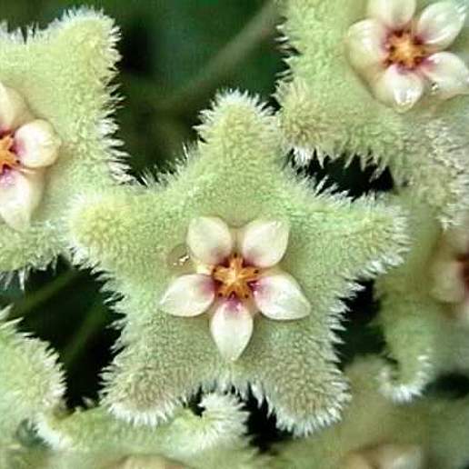 Hoya serpens