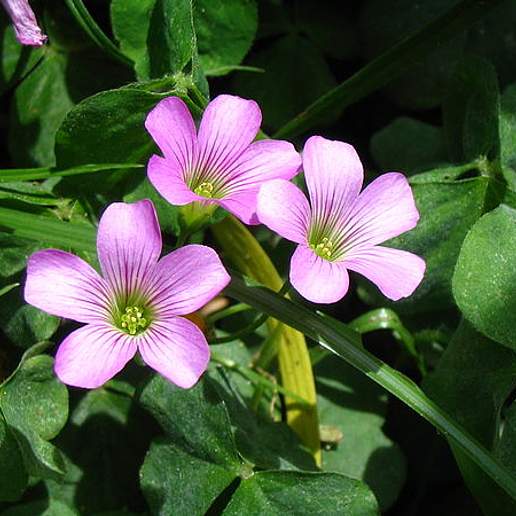Pink Shamrock