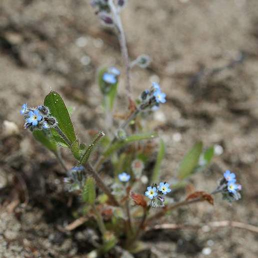 Early Forget Me Not