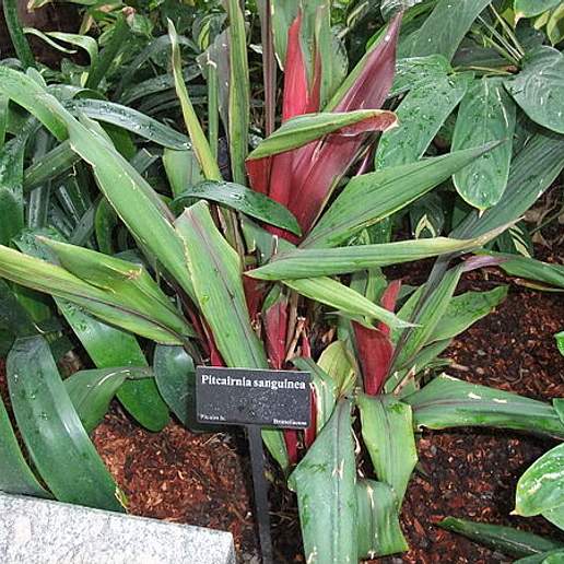 Pitcairnia Sanguinea
