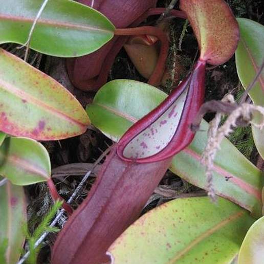 Tropical Pitcher Plant