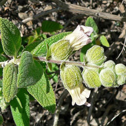 Woodbalm