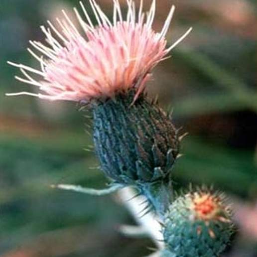 Pitcher's Thistle