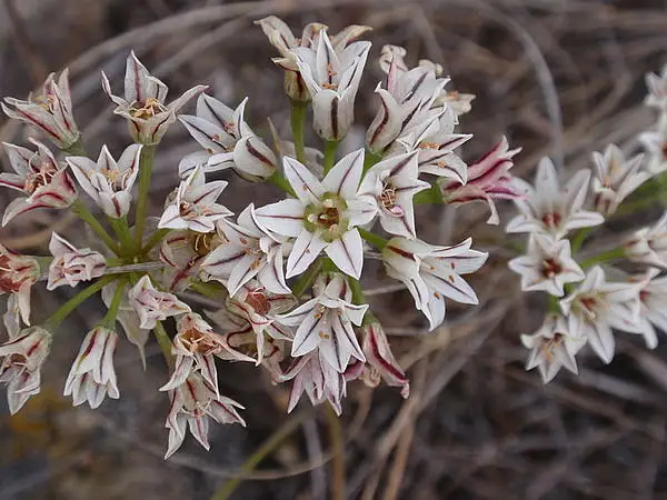 Allium Lacunosum Kernense