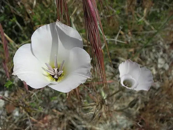 Plain Mariposa Lily