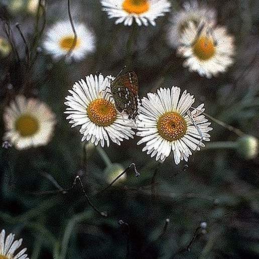 Plains Fleabane