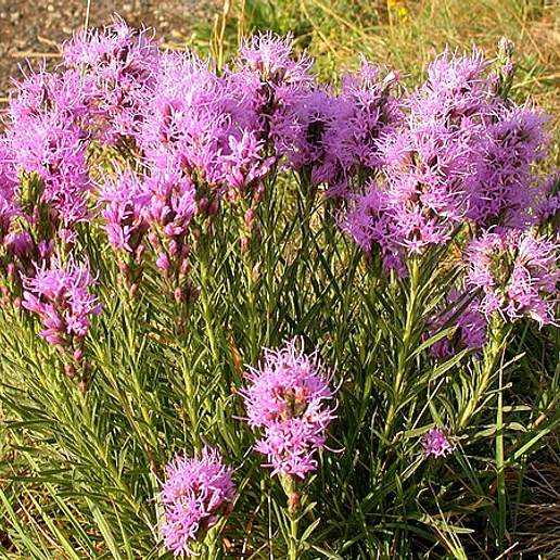 Dotted Gayfeather