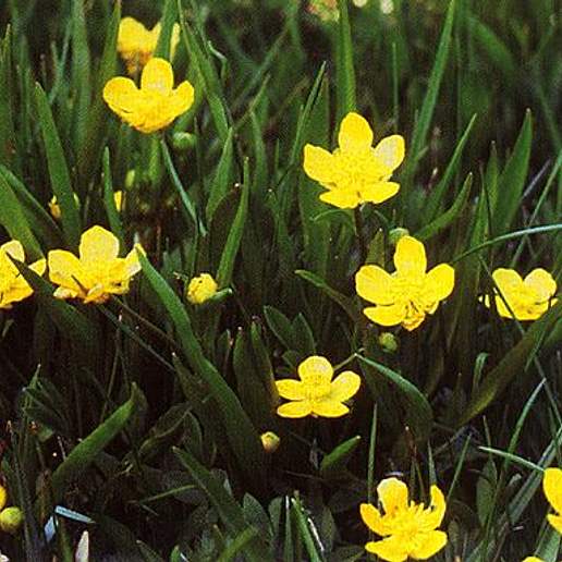 Plantainleaf Buttercup