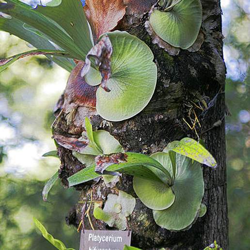 Platycerium Netherlands