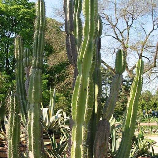 Mandacaru Cactus