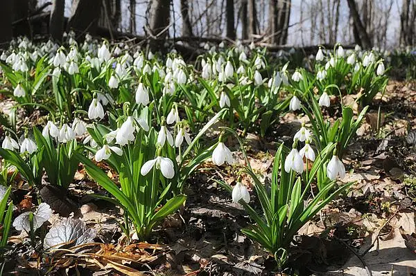 Pleated Snowdrop
