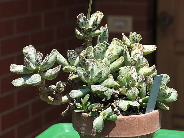 Calico Hearts