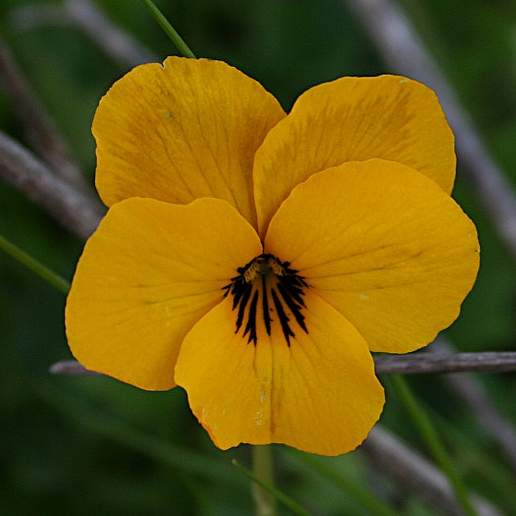 California Golden Violet