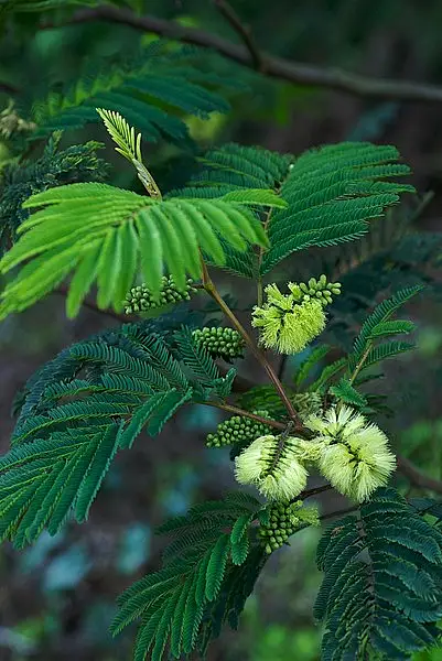 Cape Leeuwin Wattle