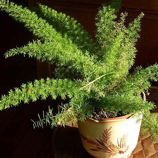 Asparagus Fern