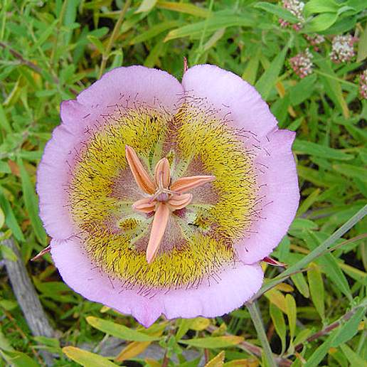 Plummer's Mariposa Lily
