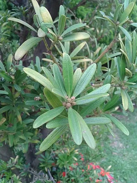 Podocarpus Costalis