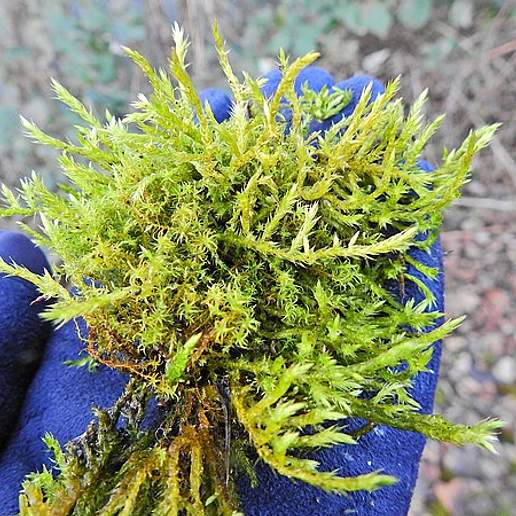 Pointed Spear Moss